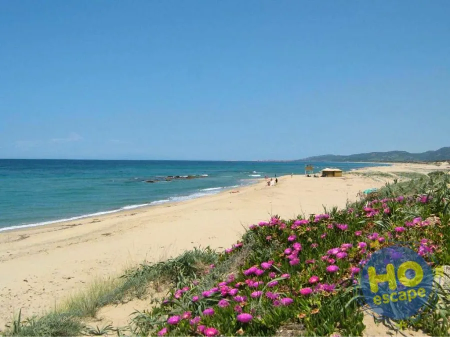 Spiaggia sabbiosa con fiori rosa e mare azzurro all'orizzonte