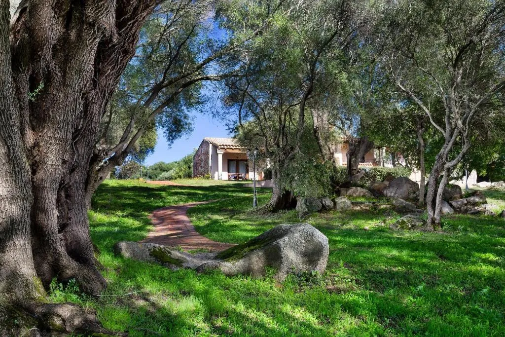 Giardino con ulivi secolari, rocce e vialetto in cotto verso la casetta